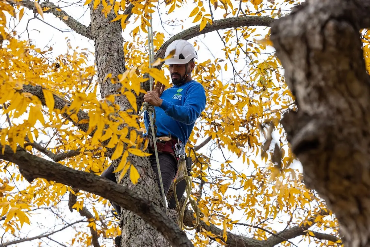 Skilled Tree Pruning crew working in Norway